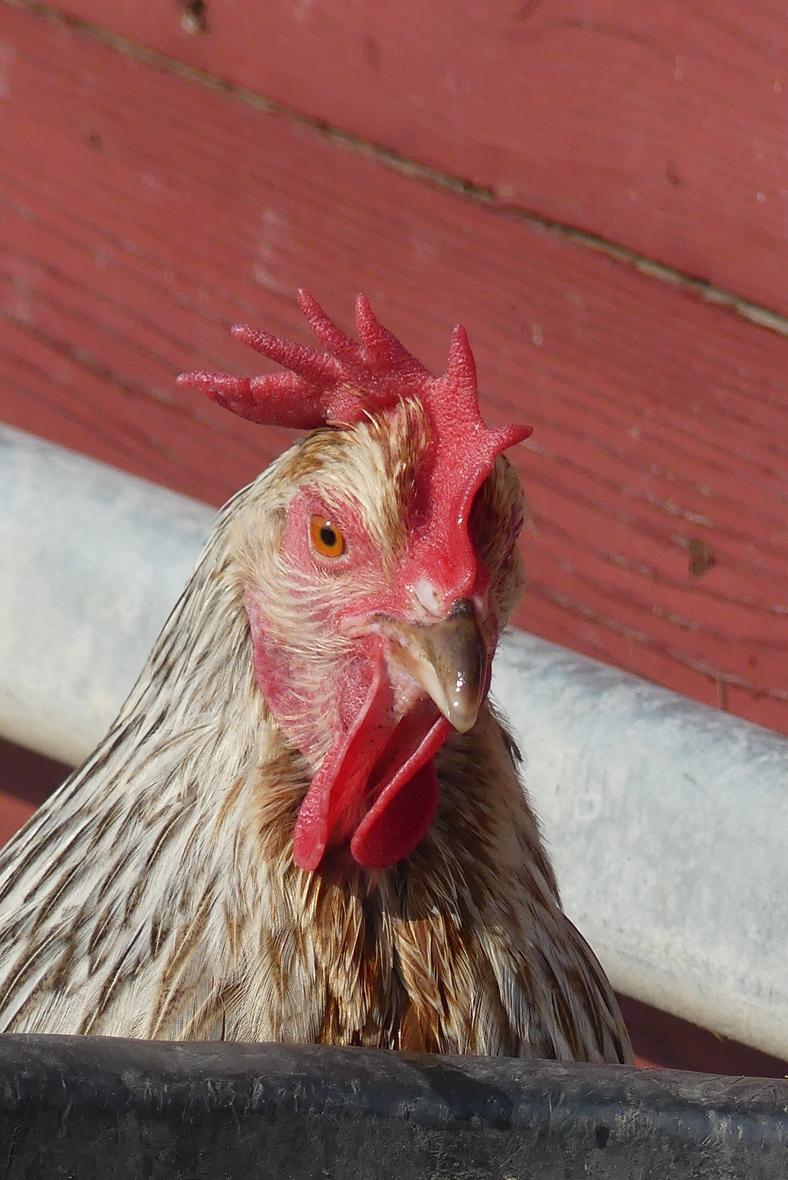 Dorking Henne am großen Wassertrog