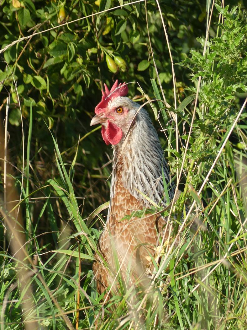 Silberhalsige Dorking Junghenne im langen Gras
