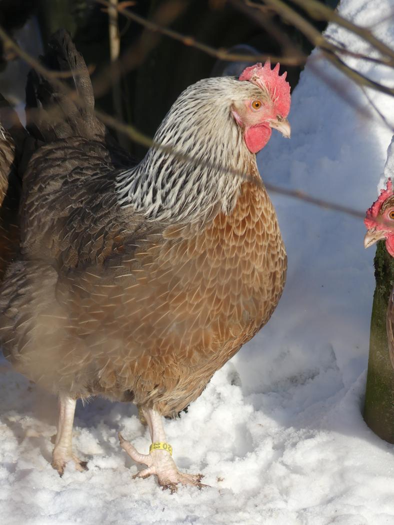 Dorking Huhn im Schnee