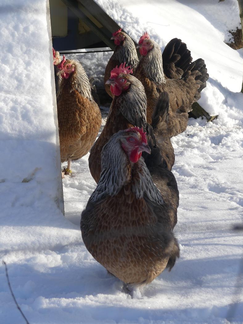 Gruppe von Dorking Hühnern im Schnee