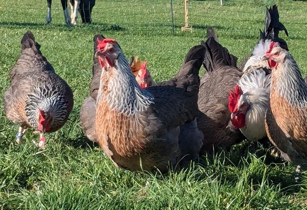 EIne Gruppe Dorking Hennen auf der Wiese