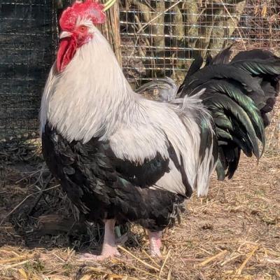 Pxl 20250309 115133029 A Web