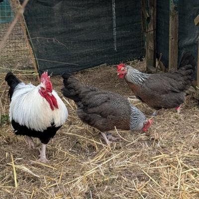 Pxl 20250312 113044996 A Web