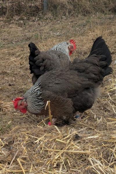 Pxl 20250312 113120921 A Web