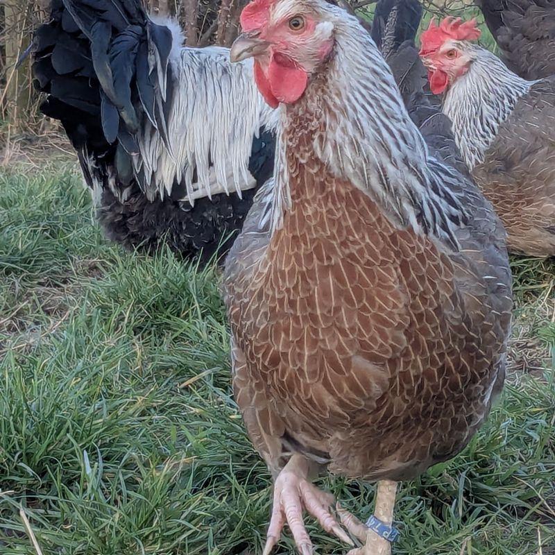 Pxl 20250131 134849208 800