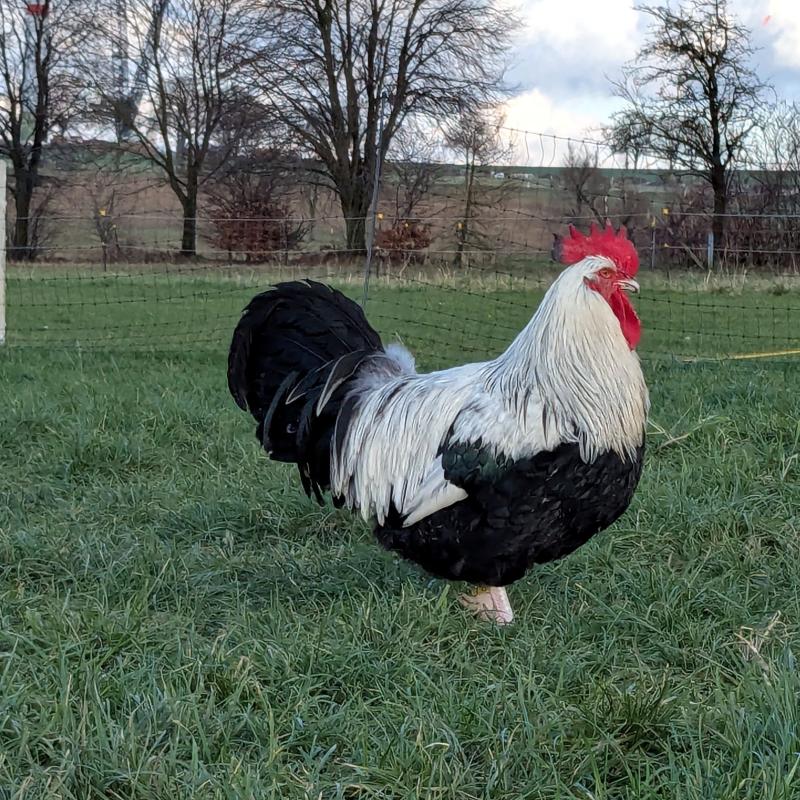 Pxl 20250131 134917284 800