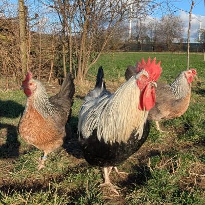 Pxl 20250131 135009815 800