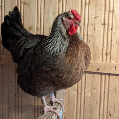 Pxl 20250312 063021834 A Web