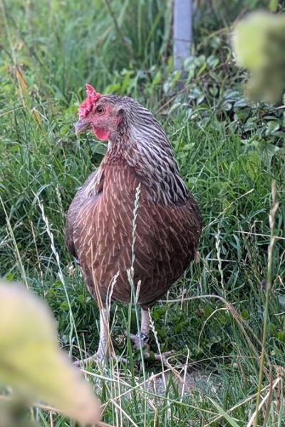 Pxl 20240724 181516034.portrait Web