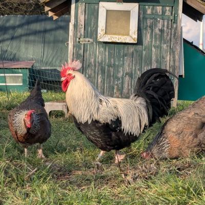 Pxl 20250131 135533077 800